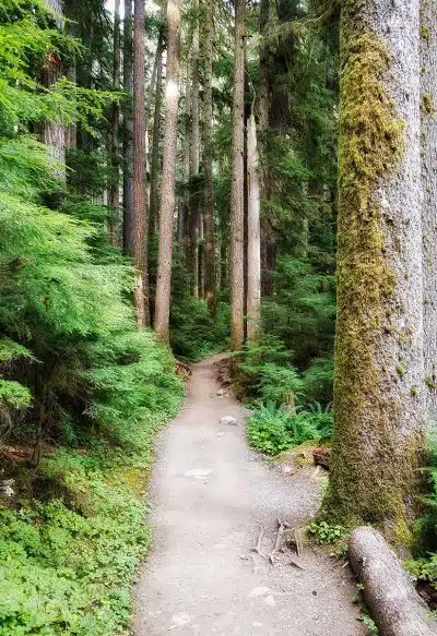 Hiking trail in the woods