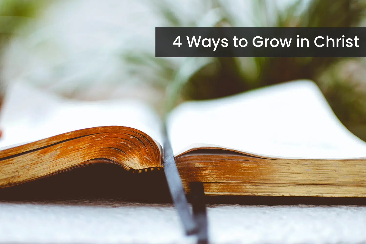 A bible open on a table with a green plant in the background, ready to help a person grow in Christ.